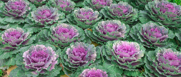 istock purple cauliflower ornamental plant 2147495434
