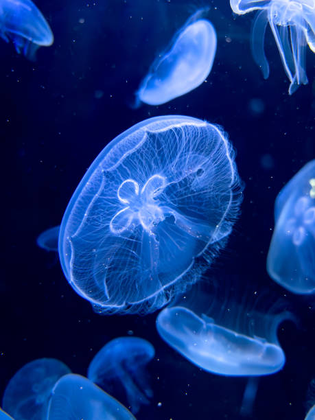 istock Blue jellyfish swim in the sea 2147495678