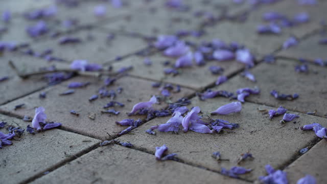 Flowers falling on the walkway