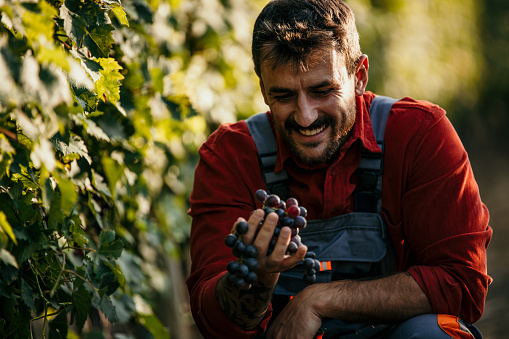 Focused man diligently harvesting grapes amidst lush vine rows