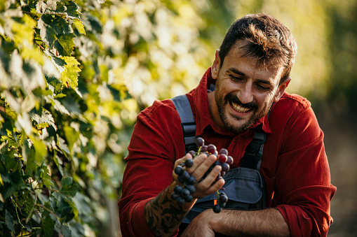 Focused man diligently harvesting grapes amidst lush vine rows
