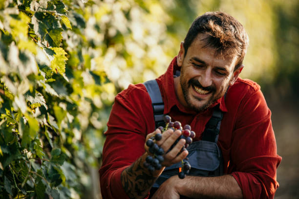 Focused man diligently harvesting grapes amidst lush vine rows stock photo