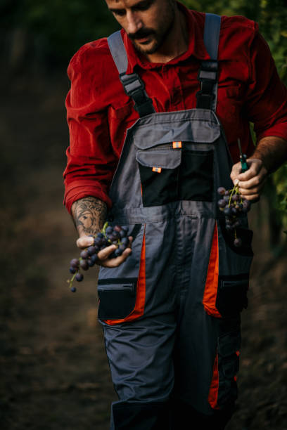 Focused man diligently harvesting grapes amidst lush vine rows