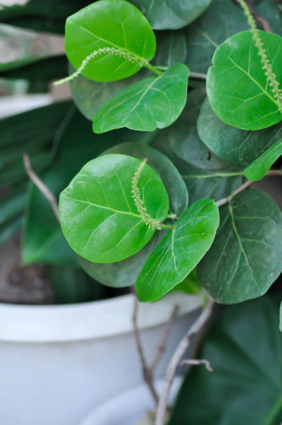 istock Coccoloba uvifera ,Sea grape or POLYGONACEAE 2147497019