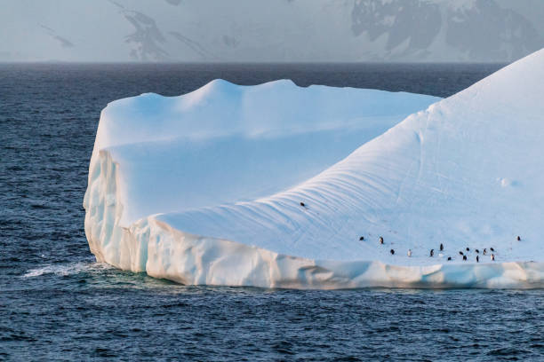 istock Gentoo Penguins in Antarctica 2147497685
