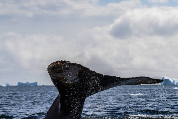 istock Tail of a humpback whale in the Antarctic 2147497761
