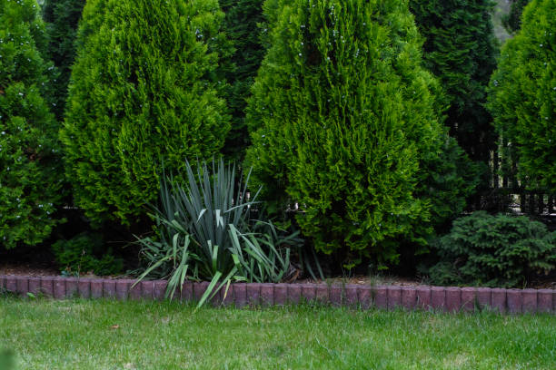 istock Dense, well-kept arborvitae grows side by side in the garden 2147497836