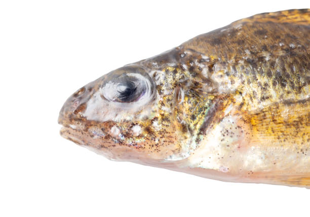 istock Close up of ruff fish isolated on white background 2147497860