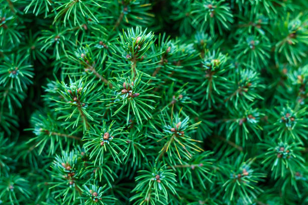 White spruce needles fill the frame, close up, needle texture
