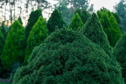 Well-groomed green thujas, cypresses, pines and spruces in the garden