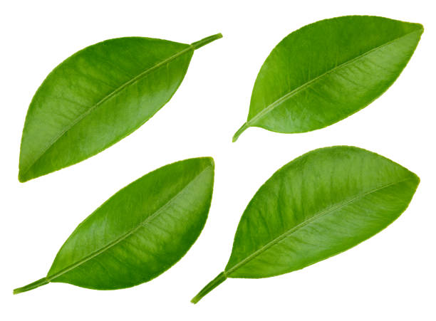 istock Citrus leaves with isolated Clipping Path 2147498198