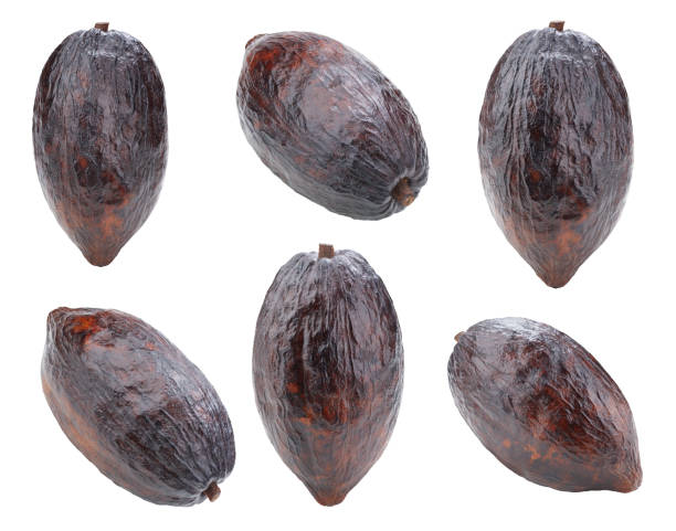 istock Cacao fruits pod collection isolated 2147498252