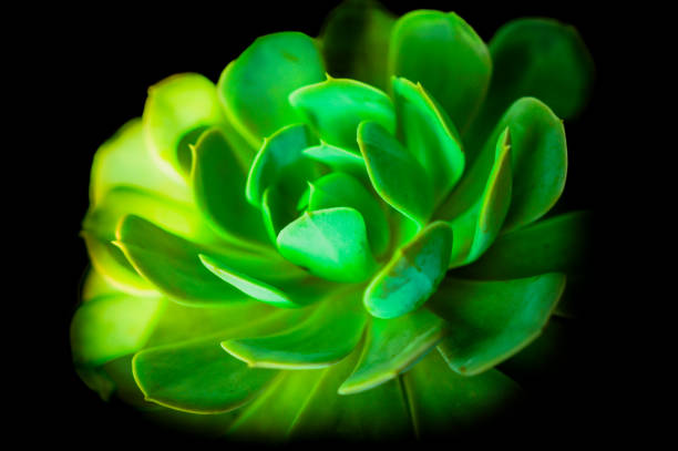 Leaves of Succulent Plant. This plant is commonly used to decorate gardens and buildings.