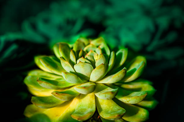 Leaves of Succulent Plant. This plant is commonly used to decorate gardens and buildings.