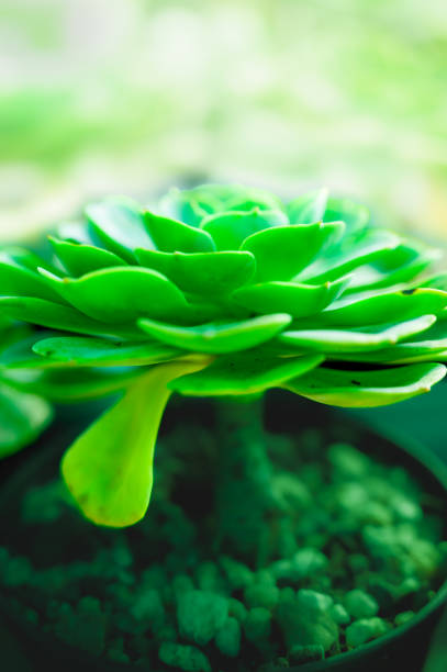 Leaves of Succulent Plant. This plant is commonly used to decorate gardens and buildings.