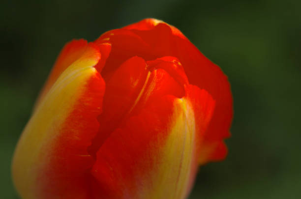 Red and yellow bewitching colored Tulip flowerhead.