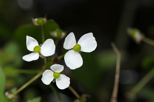 Nagabaomodaka, Grassy Arrowhead flower,  water background (Natural+flash light, macro close-up photography)