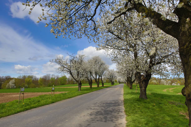 Spring landscape with blooming cherry trees on the roadside and a road in the foreground, on a sunny day.