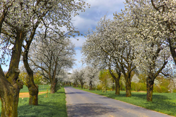 Spring landscape with blooming cherry trees on the roadside and a road in the foreground, on a sunny day.