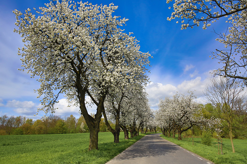Spring landscape with blooming cherry trees on the roadside and a road in the foreground, on a sunny day.