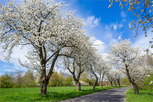 Spring landscape with blooming cherry trees on the roadside and a road in the foreground, on a sunny day.