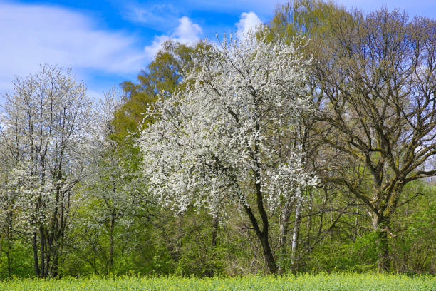 Spring landscape with blooming cherry trees on the roadside and a road in the foreground, on a sunny day.
