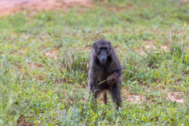 istock Picture of a single baboon in an open meadow in Namibia 2147500645