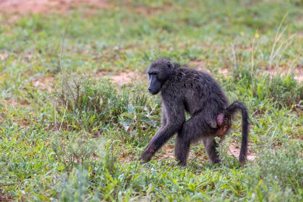 istock Picture of a single baboon in an open meadow in Namibia 2147500650