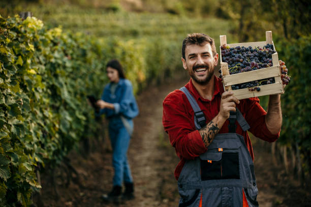 istock Welcome to our vineyard 2147500689