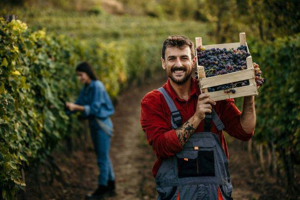 istock Welcome to our vineyard 2147500691