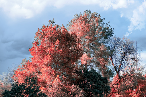 Pink trees against a blue cloudy sky