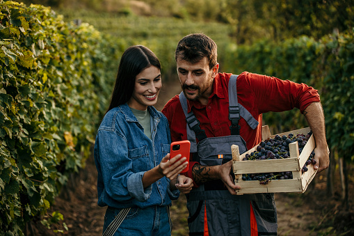 Man and woman using a smartphone immersed in the timeless art of vineyard cultivation