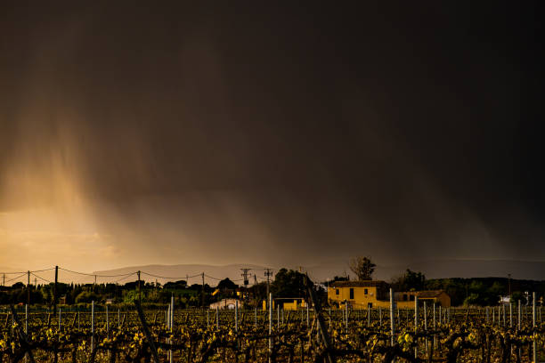 Stormy weather in the vineyard