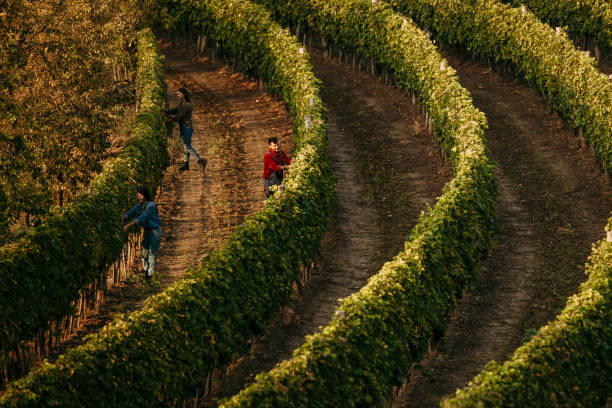 istock High angle picture of a vineyard rows and people working in it 2147501915