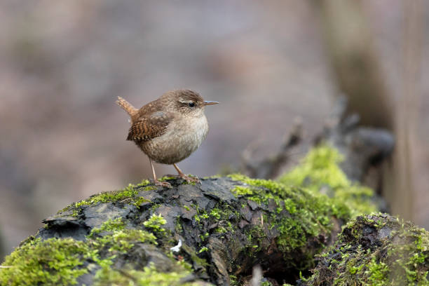 istock Eurasian wren sits on an old stump close up 2147502047