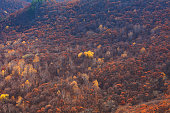 Autumn forest in Primorye, Far East