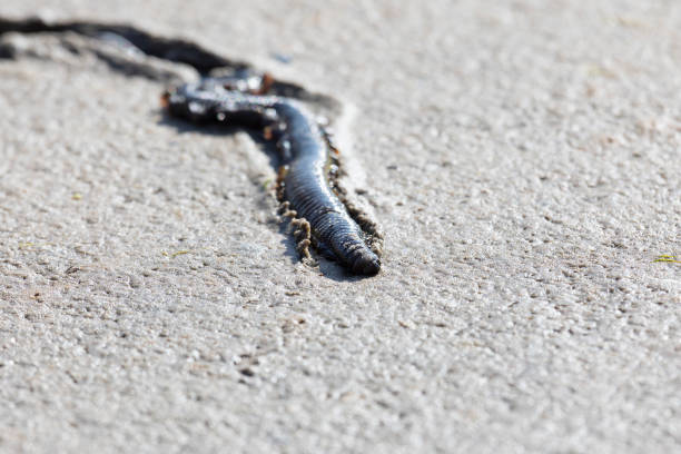 Leeches on a white background