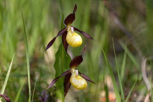 Cypripedium calceolus on a summer day, Russia