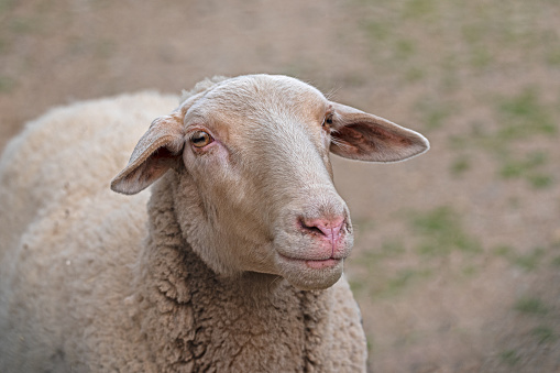 white sheep, portrait looking at camera