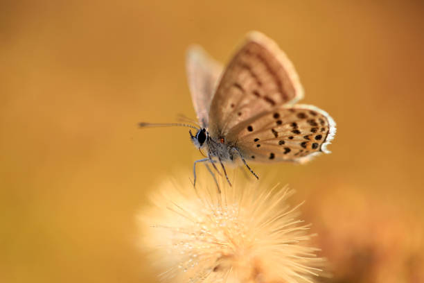 Goiania, Goias, Brazil – March 12, 2025: Close up of details of the wings of a beautiful and colorful moth on a yellowed dry leaf.