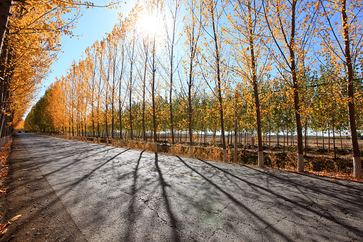 In autumn, asphalt roads and beautiful trees, Highway landscape in autumn, The poplar forest in autumn