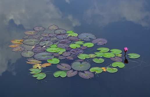 Close up on Lotus flower and leaves on a pond with clouds reflected on the water, Angor, Siem Reap, Cambodia