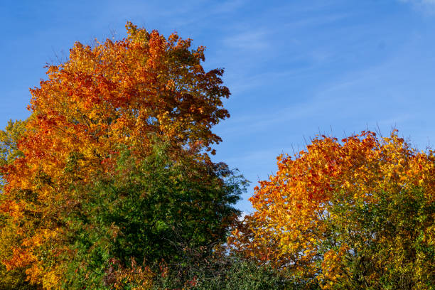 istock Maple trees in autumn colors 2147505355