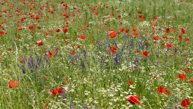 A beautiful field of blooming different flowers on a sunny day. Red poppies, white daisies, green grass. Concept: beauty of nature, spring, summer sunny day, fauna, environment, ecosystem.