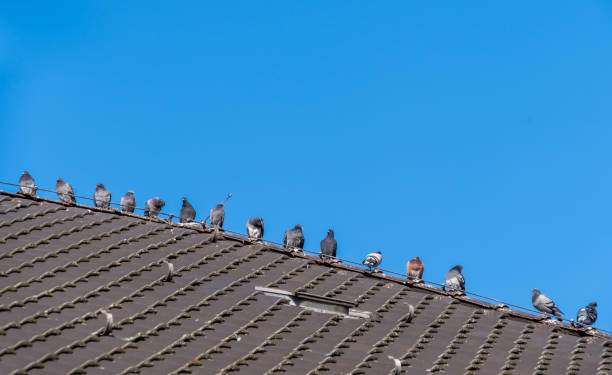 Most common bird in Beijing is pigeon. Normally, pigeon is somebody's pet and been released free a couple of time per day.