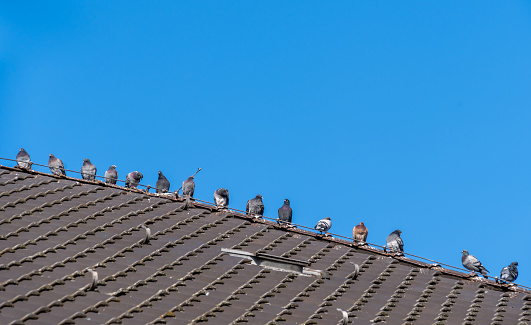 A couple of beautiful homing pigeons walk on the ridge of a roof and look straight into the camera against a beautiful blue sky