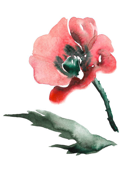 ilustrações, clipart, desenhos animados e ícones de uma única imagem de flor de uma flor de papoula vermelha - poppy single flower red white background
