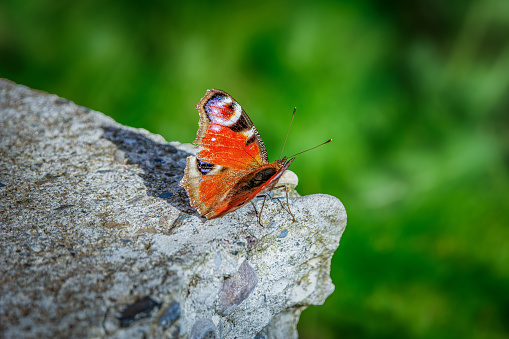 Spokojna scena ukazująca motyla pawika, znanego również jako Aglais io lub pawik rusałka, spokojnie odpoczywającego na kamieniu. Żywe kolory motyla wyróżniają się na tle neutralnych tonów kamienia, tworząc harmonijny kontrast. To zdjęcie uchwyciło piękno natury w jej spokojnych chwilach, doskonałe do ilustrowania tematów spokoju, relaksu i delikatnej równowagi ekosystemów.