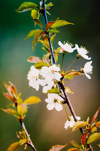 Elegant white cherry blossoms in full bloom, symbolizing purity and the beauty of spring. These delicate flowers evoke a sense of tranquility and renewal, making them a perfect choice for weddings, spring-themed designs, or any project that seeks to capture the essence of the season.