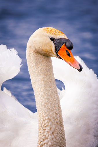 A majestic portrait capturing the serene beauty of a swan. With its graceful posture and elegant plumage, the swan exudes a sense of tranquility and grace. This image offers a glimpse into the majestic world of these graceful creatures, perfect for evoking feelings of serenity and admiration.